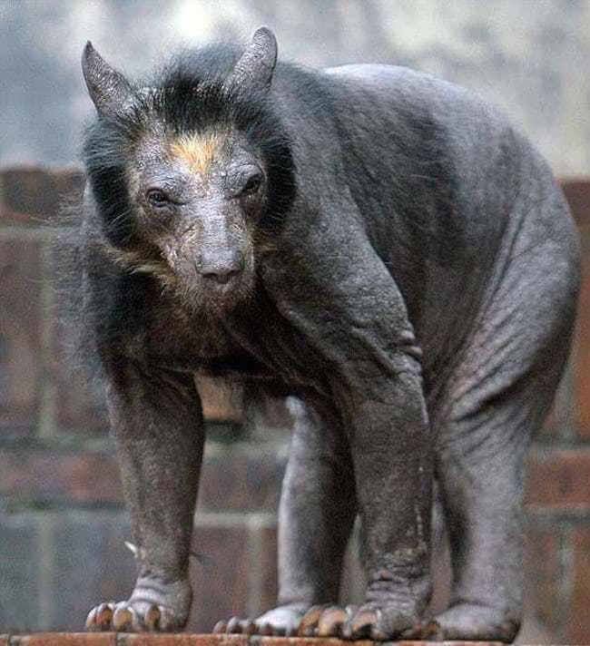 These animals look way more terrifying when they are hairless