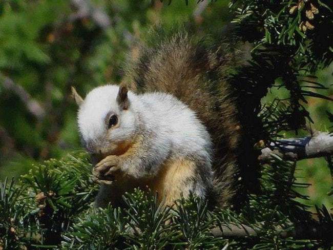 Mind-Blowing Photos Of Half Albino (A.K.A. Leucistic) Animals