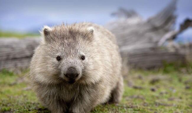 wombat; this guy is not that bad to look at