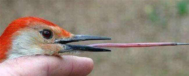Animals with Bizarre Anatomical features
