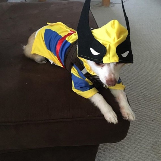 Best Pets Dressed as Superheroes