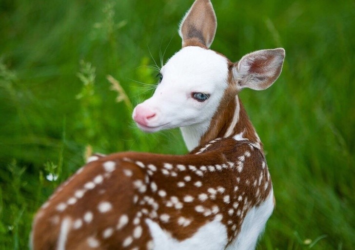Nature made these animals one of a kind
