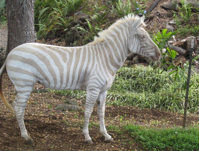 Mind-Blowing Photos Of Half Albino (A.K.A. Leucistic) Animals