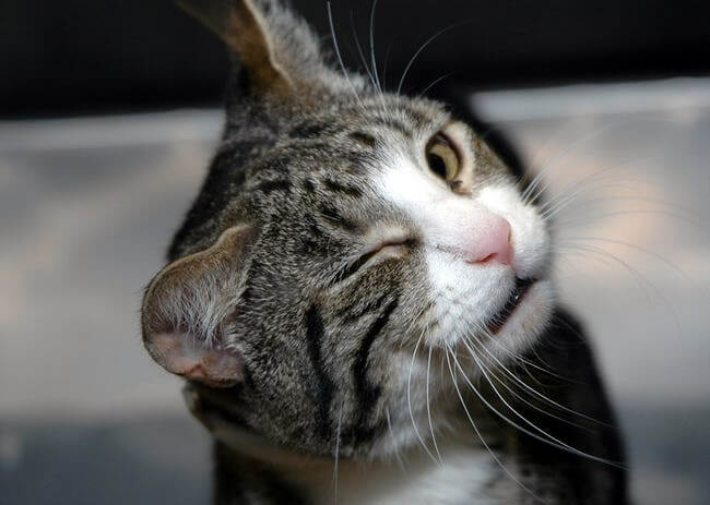 Animals who are winking for a reason