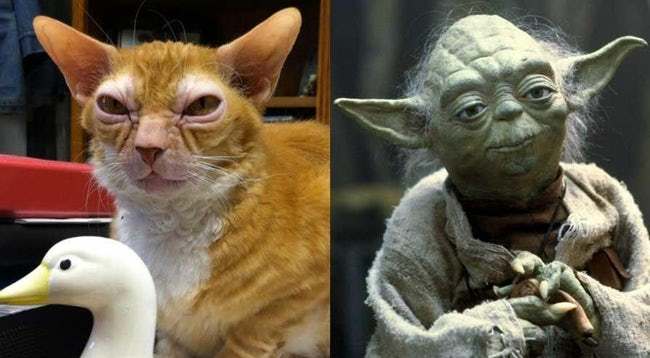 Animals That Look Like Famous Fictional Characters