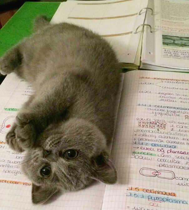 Cats That Would Like Some Attention