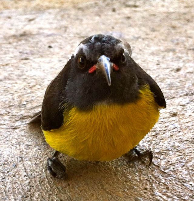 Real-Life Angry Birds