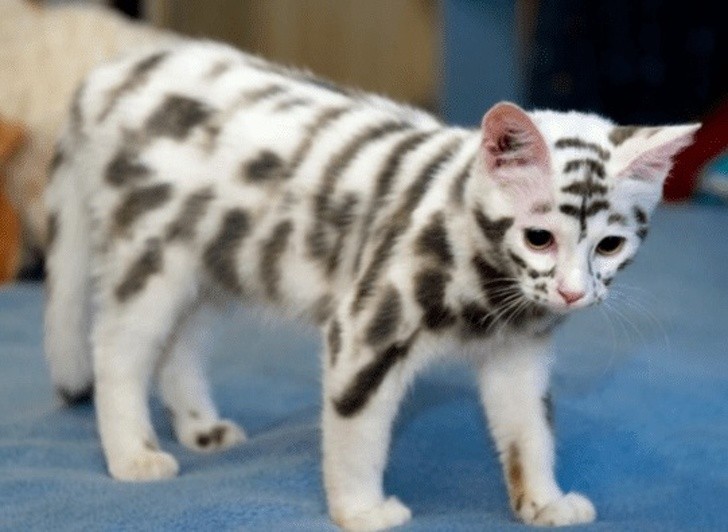 Nature made these animals one of a kind