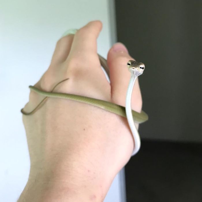 These photos will help you get over your fears of snakes