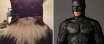 Animals That Look Like Famous Fictional Characters