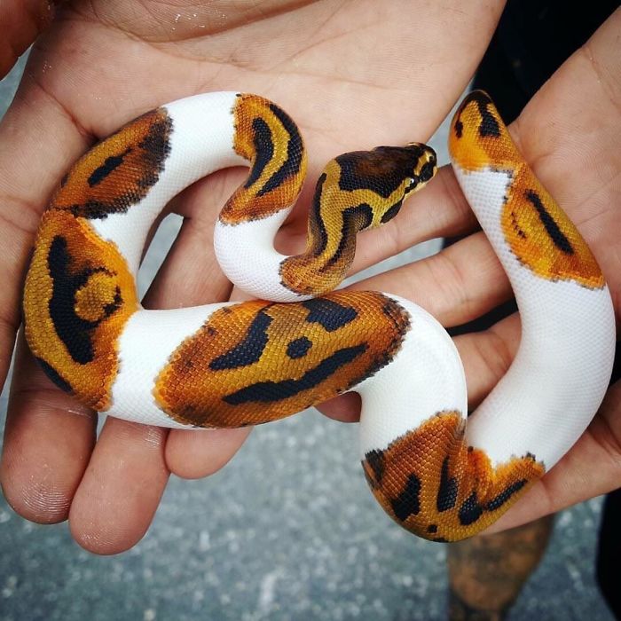 These photos will help you get over your fears of snakes