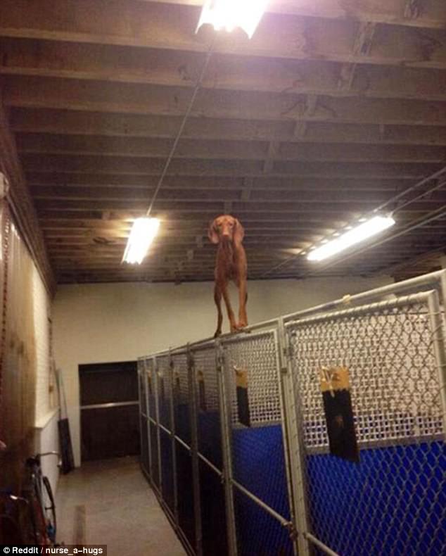 Dogs Who Think They’re Cats