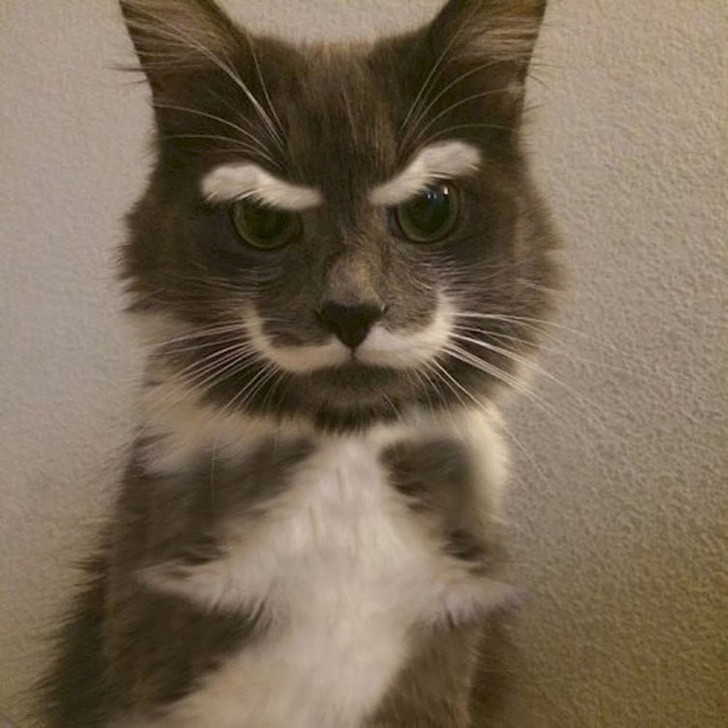 Cat with perfect grumpy impressions