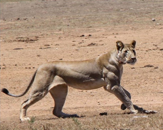 Muscular Animals Of All Times