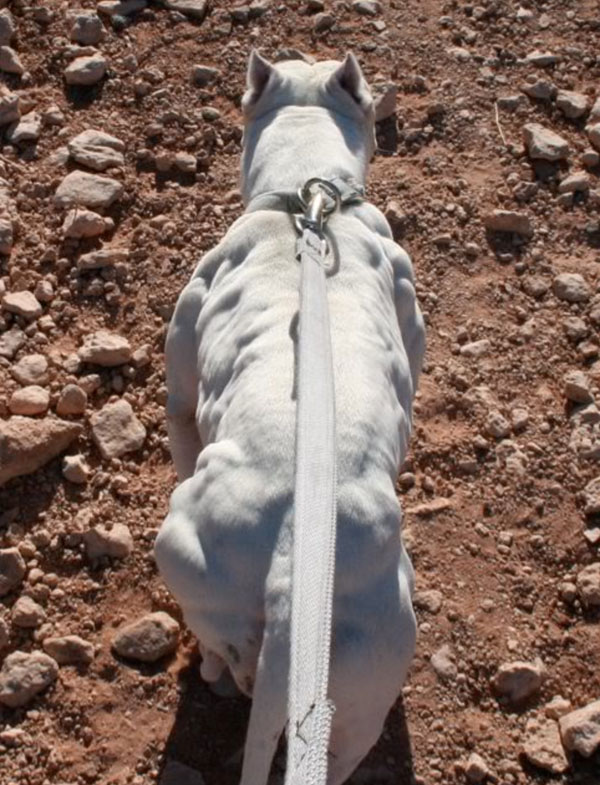 Muscular Animals Of All Times