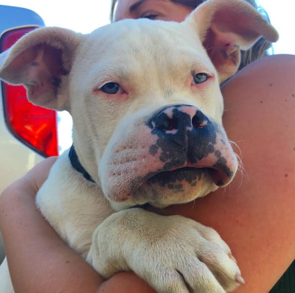 Dog who is really regretting his decision