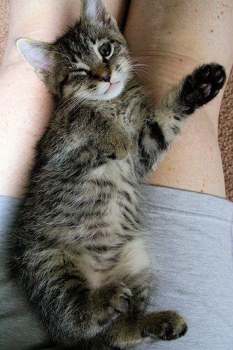 Animals who are winking for a reason