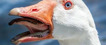 Terrifying Animal Mouths That Are Upsetting To Even Look At