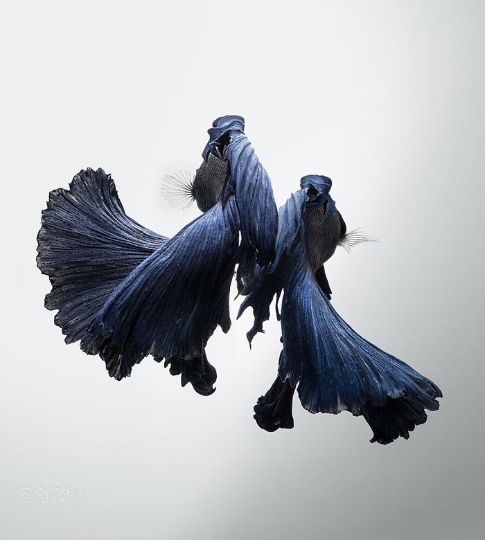 Thai photographer captures pictures of Aquarium Fishes and they are stunningly amazing