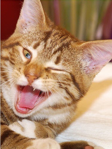 Animals who are winking for a reason