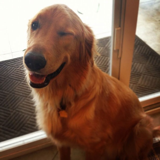 Animals who are winking for a reason