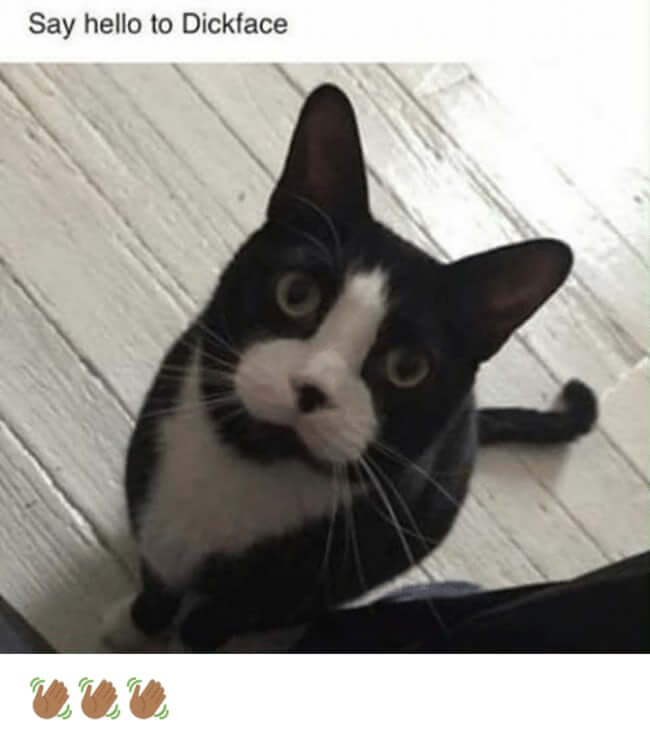 Pets That Were Named Appropriately