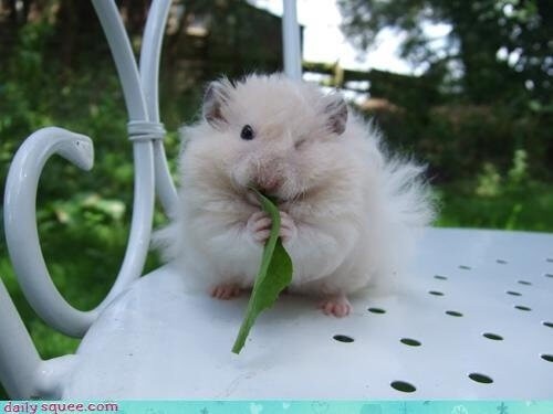 Animals who are winking for a reason