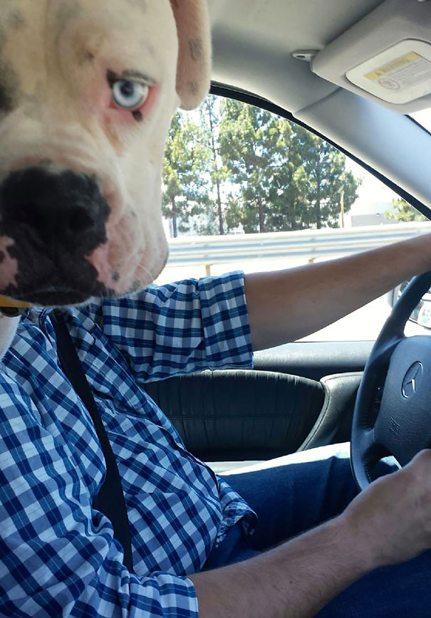 Perfectly Timed Dog Pictures