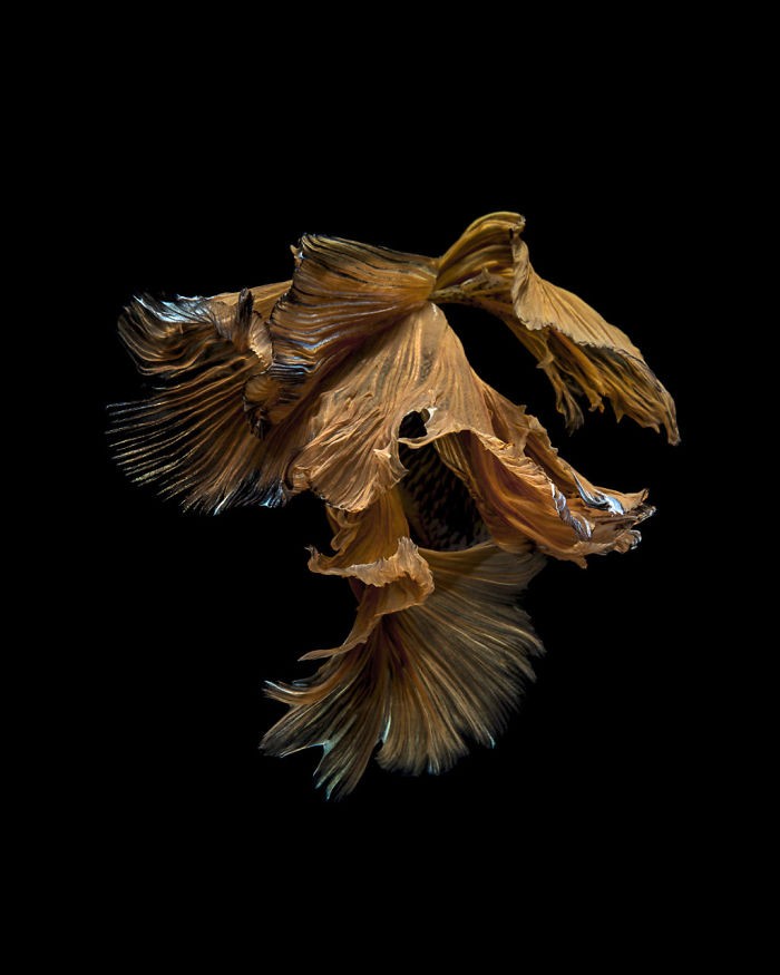 Thai photographer captures pictures of Aquarium Fishes and they are stunningly amazing