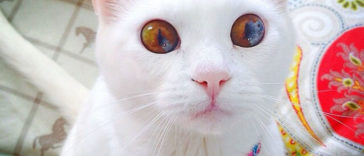 Stunning Photos Of Animals With Heterochromia