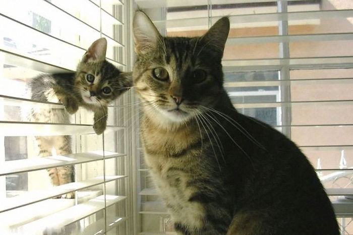 Animal Family Photos That Are Way Cuter Than Yours