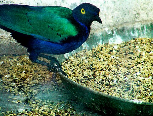 Real-Life Angry Birds