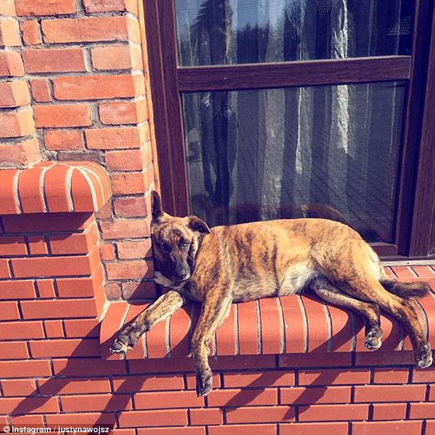 Dogs Who Think They’re Cats