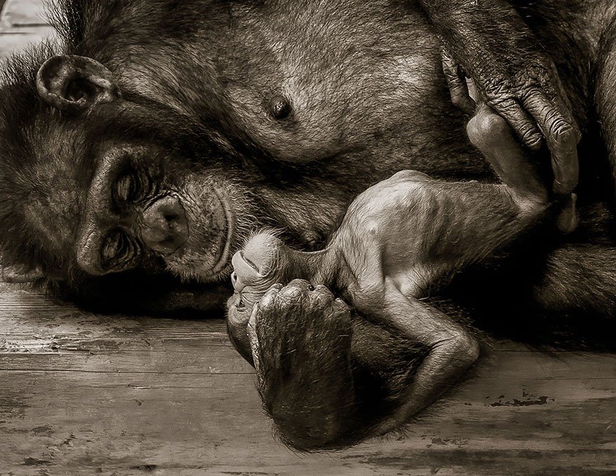 Animal Family Photos That Are Way Cuter Than Yours