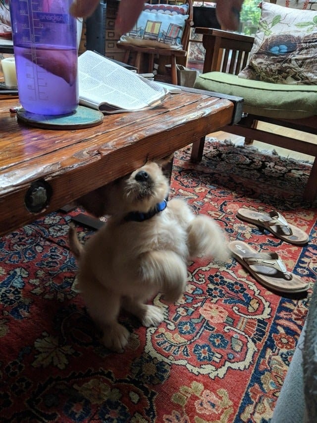 Perfectly Timed Dog Pictures