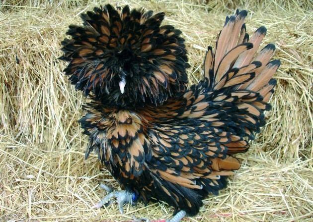 Animals with Insanely Amazing Hair