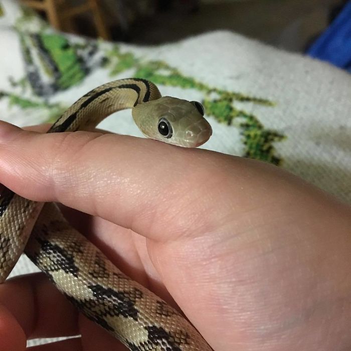 These photos will help you get over your fears of snakes