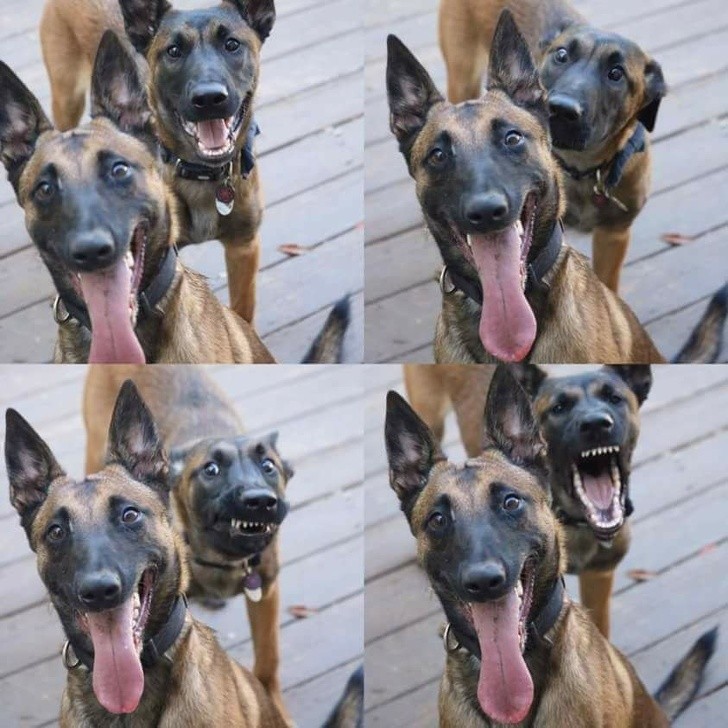 Animal Photos That Were Timed Perfectly