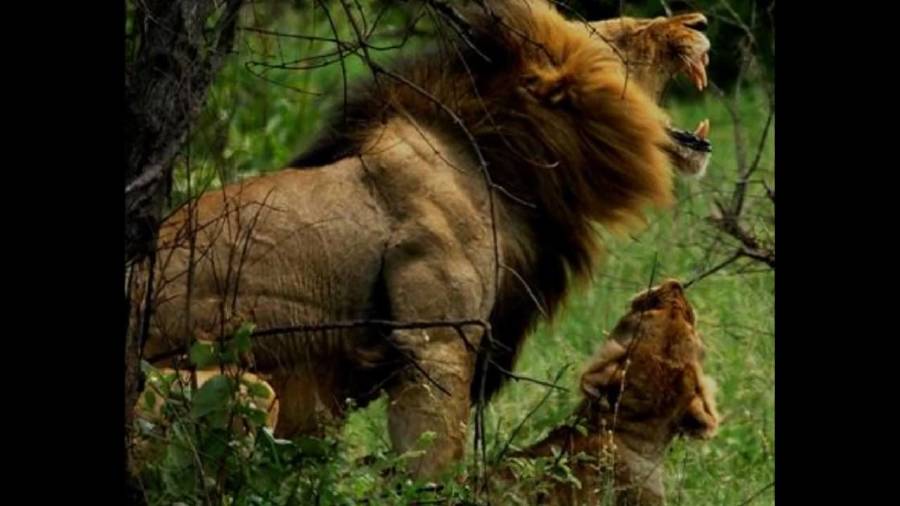 Muscular Animals Of All Times