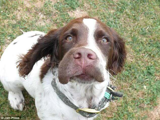 springer spaniel
