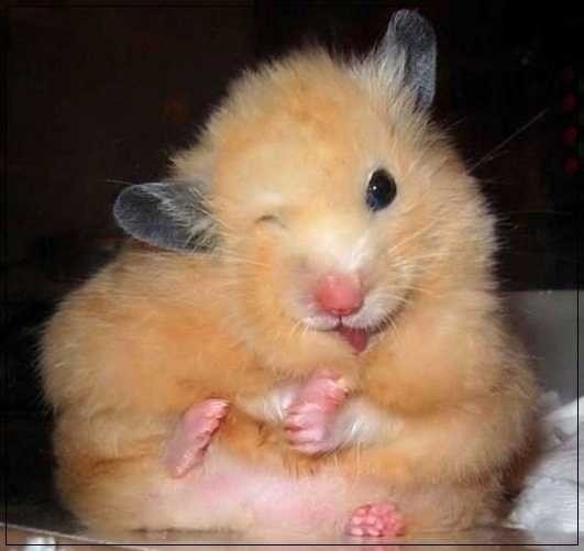 Animals who are winking for a reason