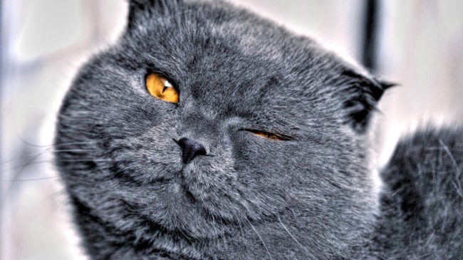 Animals who are winking for a reason