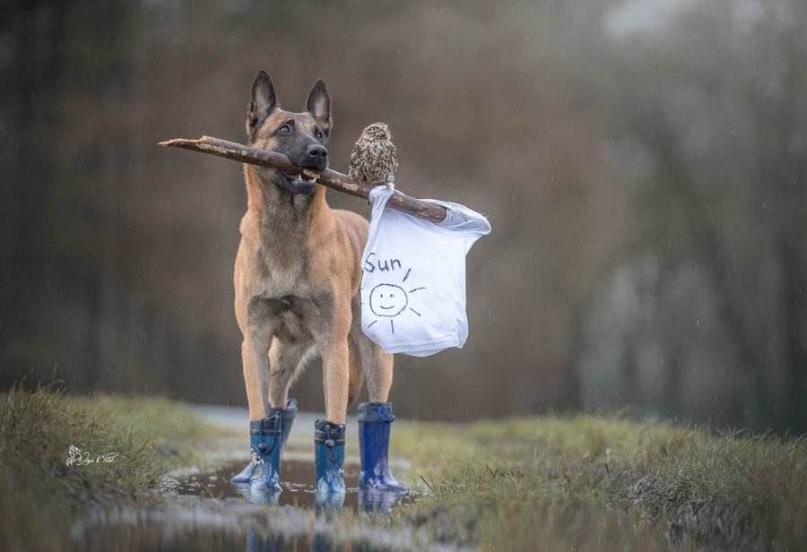 Photographer Captures Tender Moments Between Dog named Ingo and