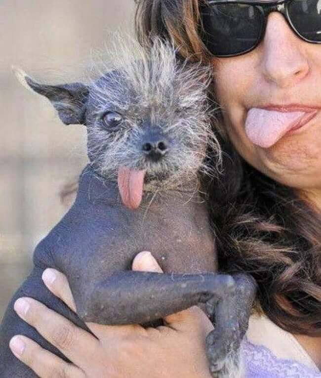 These animals look way more terrifying when they are hairless