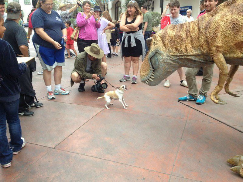 Perfectly Timed Dog Pictures
