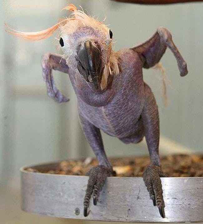 These animals look way more terrifying when they are hairless