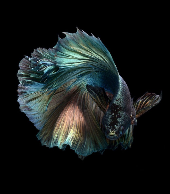 Thai photographer captures pictures of Aquarium Fishes and they are stunningly amazing