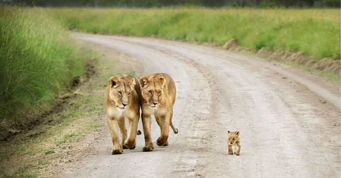 Animal Family Photos That Are Way Cuter Than Yours