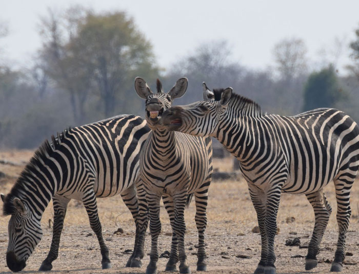 Three zebra friends posing