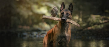 Photographer Captures Tender Moments Between Dog named Ingo and